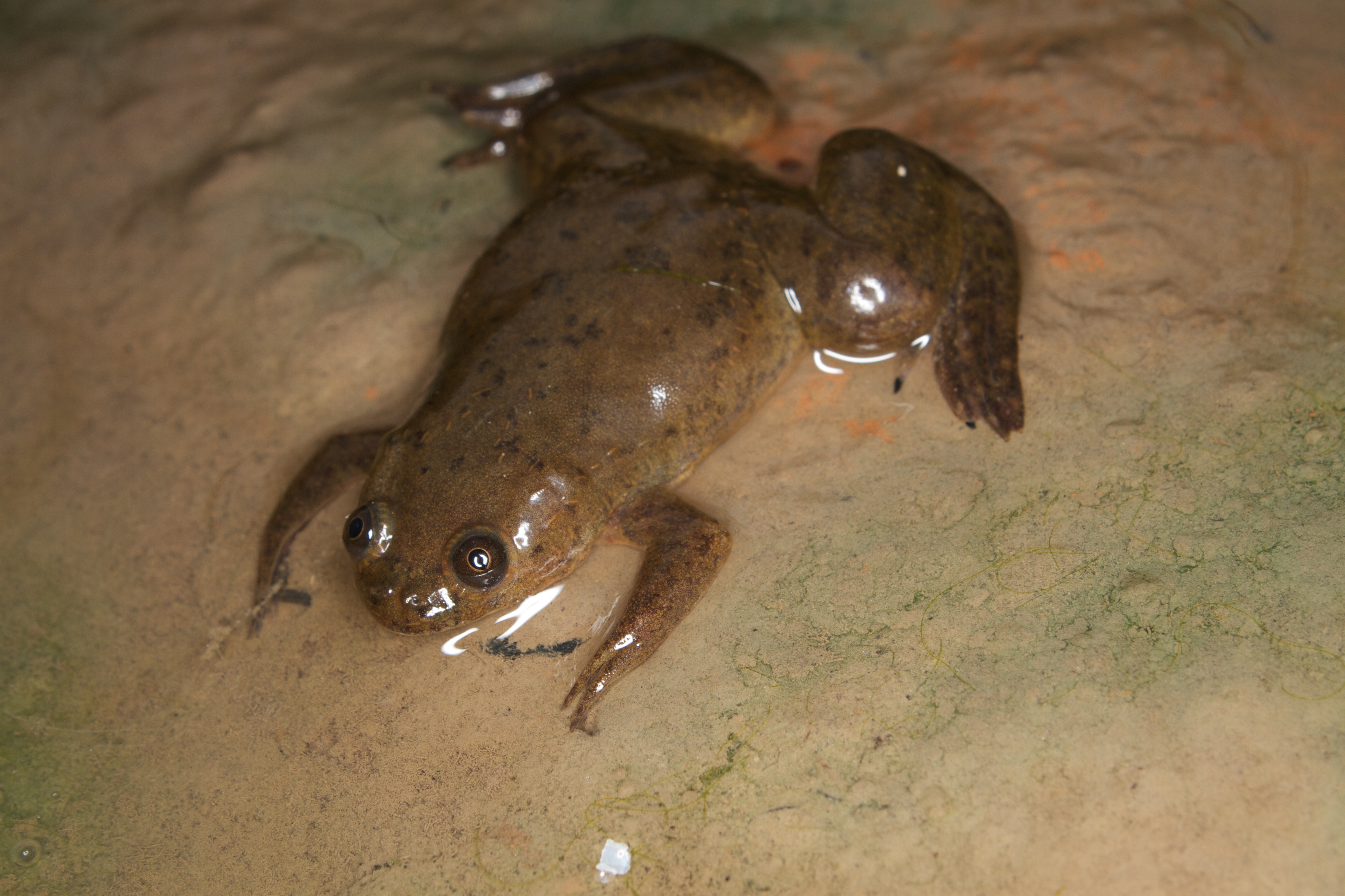 African Clawed Frog